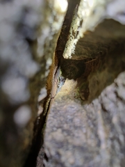 Thelyphonus sepiaris