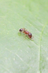 Tetramorium lanuginosum