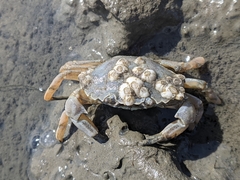 Carcinus maenas