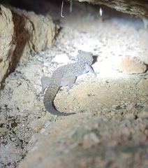 Hemidactylus whitakeri