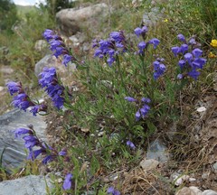 Dracocephalum peregrinum