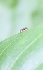 Tetramorium lanuginosum