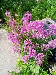 Chamaenerion angustifolium