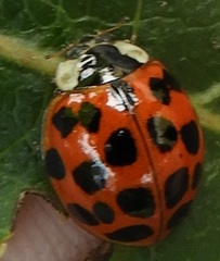 Harmonia axyridis