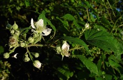 Rubus cissburiensis