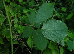 Rubus cissburiensis