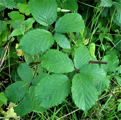 Rubus cissburiensis