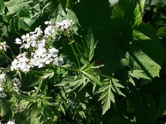 Achillea macrophylla