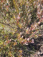 Leucadendron glaberrimum erubescens
