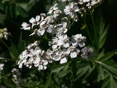 Achillea macrophylla