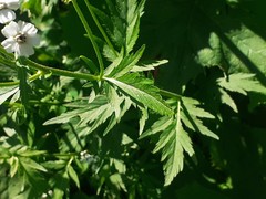 Achillea macrophylla
