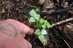 Dipogon lignosus