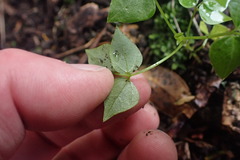 Dipogon lignosus