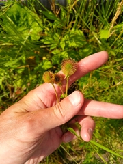 Geum aleppicum