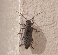 Trichoferus holosericeus