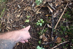 Dipogon lignosus