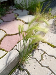 Hordeum jubatum