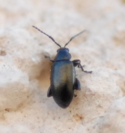 Phyllotreta nodicornis