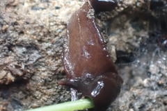 Australopacifica lateropunctata