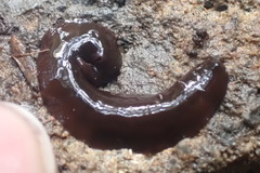 Australopacifica lateropunctata