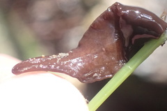 Australopacifica lateropunctata