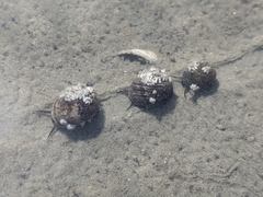 Littorina littorea