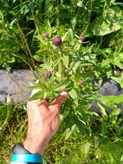 Cirsium arvense integrifolium