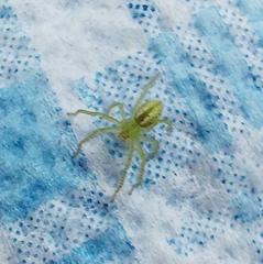 Micrommata virescens