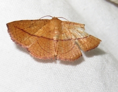 Striglina