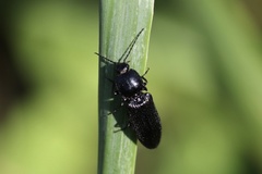 Hemicrepidius morio