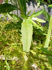 Cirsium arvense integrifolium