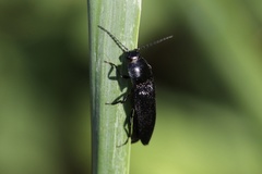 Hemicrepidius morio