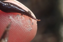 Australopacifica lateropunctata