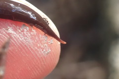 Australopacifica lateropunctata