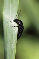Hemicrepidius morio