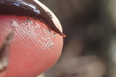 Australopacifica lateropunctata