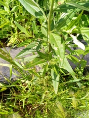 Cirsium arvense integrifolium