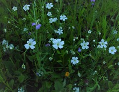 Gypsophila elegans