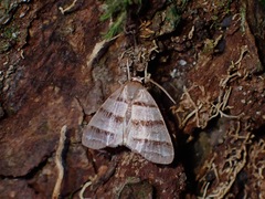 Flammona