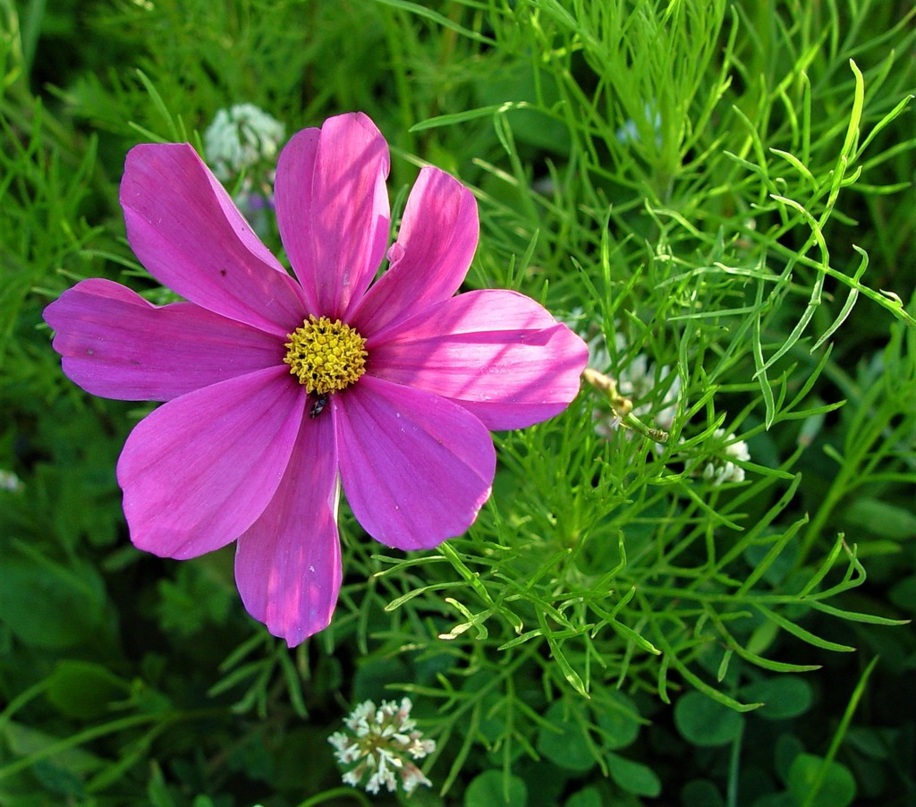 Garden Cosmos (Cosmos bipinnatus) · iNaturalist