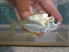 Decorated Ponyfish photo 1