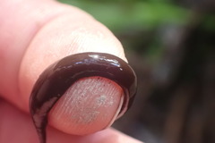 Australopacifica lateropunctata