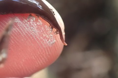 Australopacifica lateropunctata