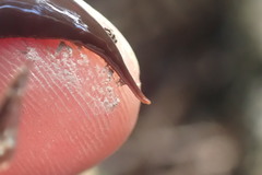 Australopacifica lateropunctata