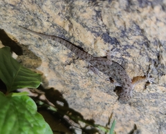 Hemidactylus parvimaculatus