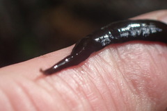 Australopacifica lateropunctata