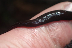 Australopacifica lateropunctata