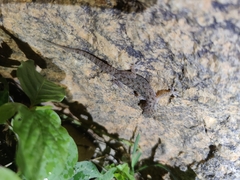 Hemidactylus parvimaculatus