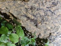 Hemidactylus parvimaculatus