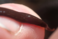 Australopacifica lateropunctata